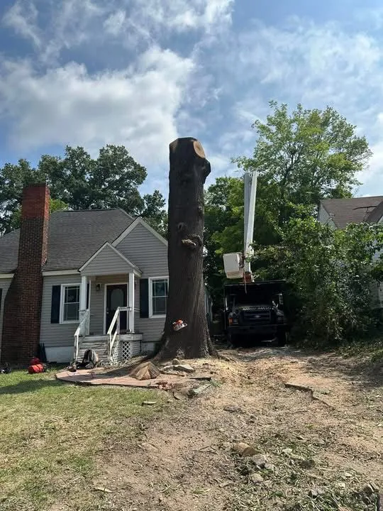Professional Trimming