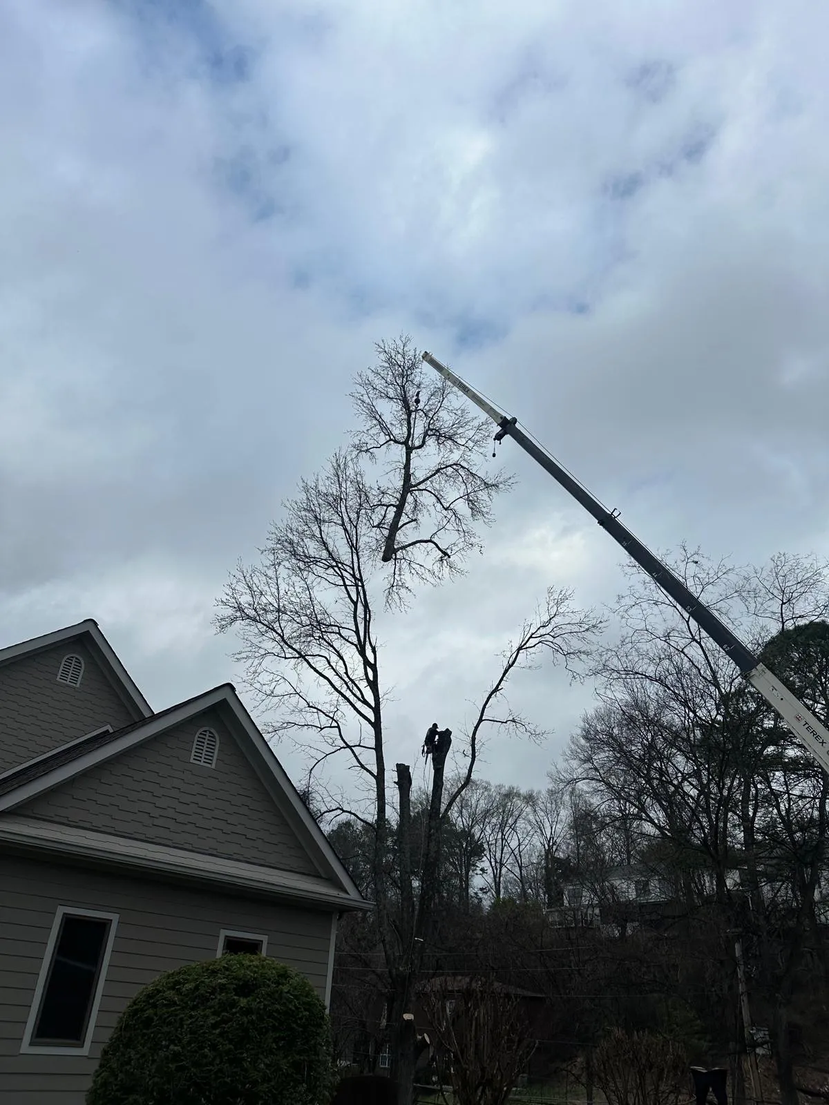 Recent Trimming Work 1