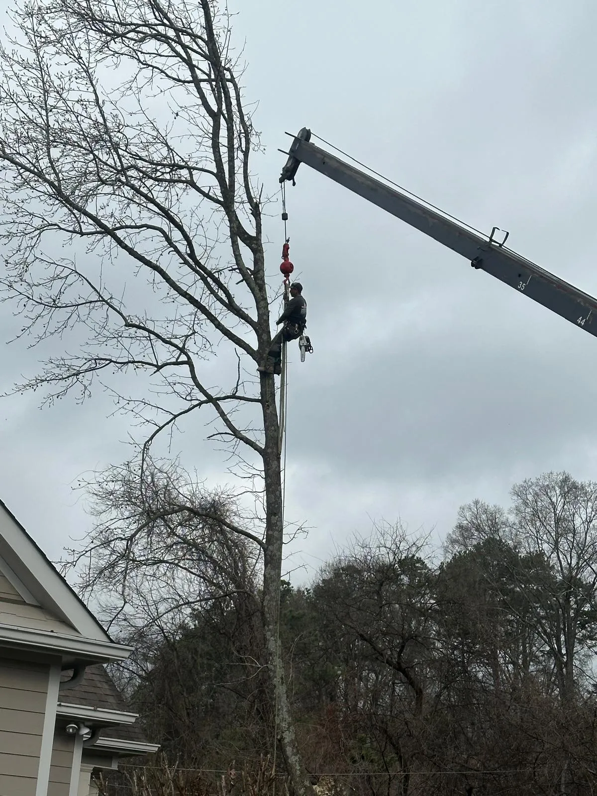 Recent Trimming Work 2